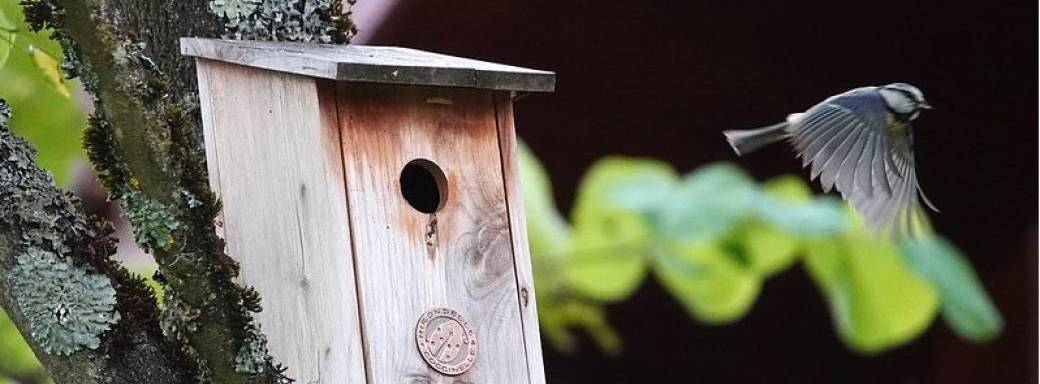 Un jardin oiseaux admis: trucs et astuces sur les aménagements et les nichoirs