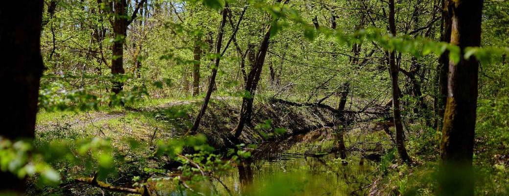 Une forêt les pieds dans l’eau ?