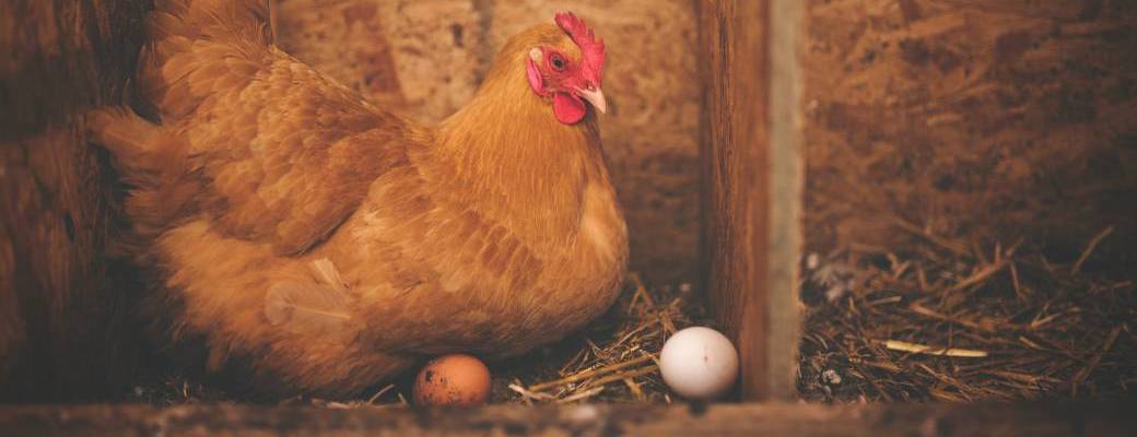 Une poule sur un mur...