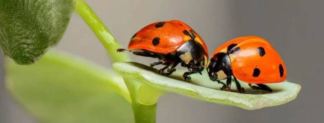 Une vie de coccinelle 4-7 ans