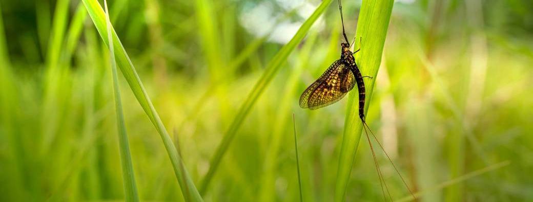 Une vie d'éphémère !  (7-13 ans)