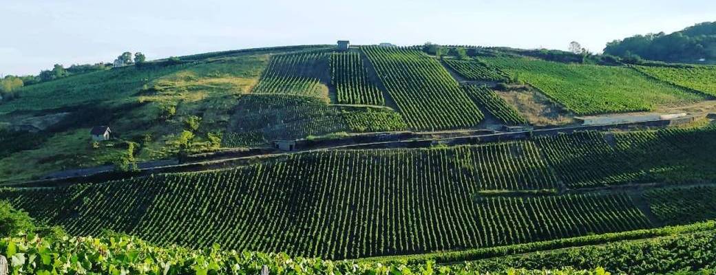Dégustation de vins naturels - Août