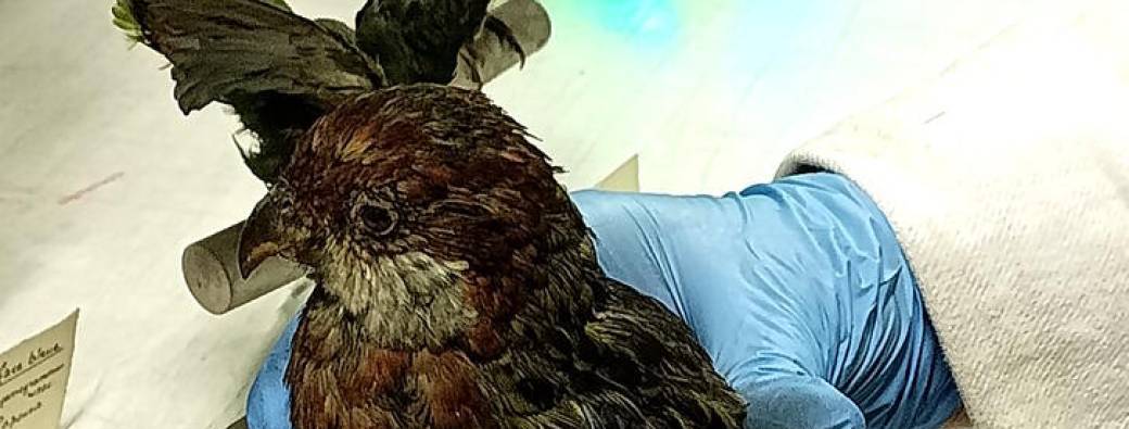 Vacances d'été 7/12 ans : La face cachée des collections