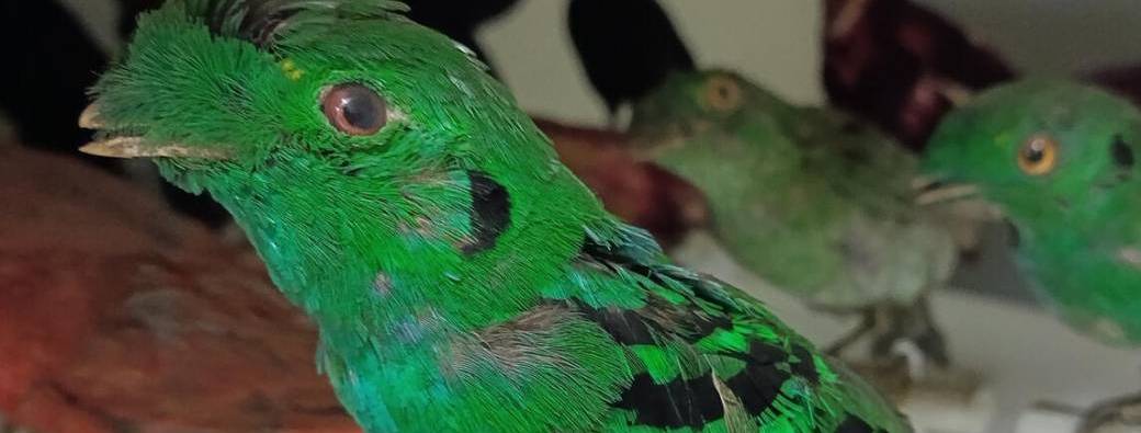 Vacances d'été 7/12 ans : Mon oiseau exotique