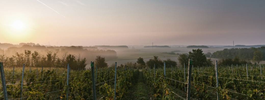 Vendanges 2026