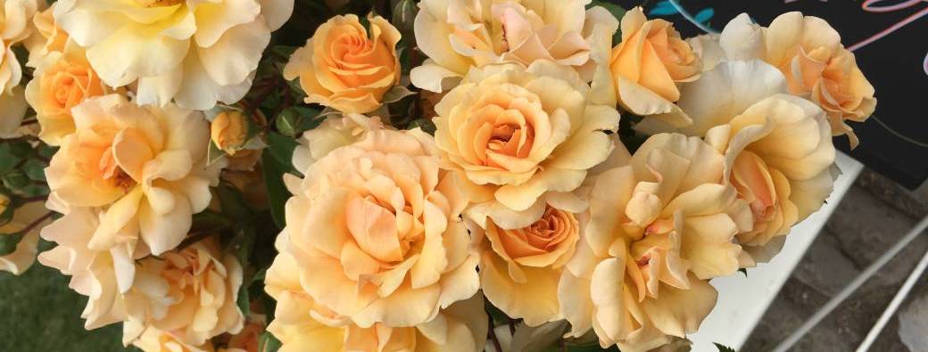 Vente des rosiers de Beauport