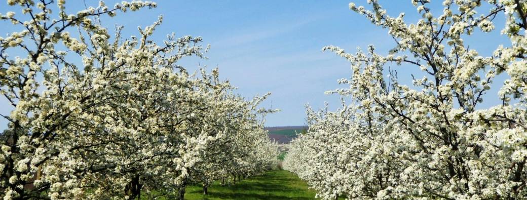 Vergers en fleurs à la Cidrerie du Condroz