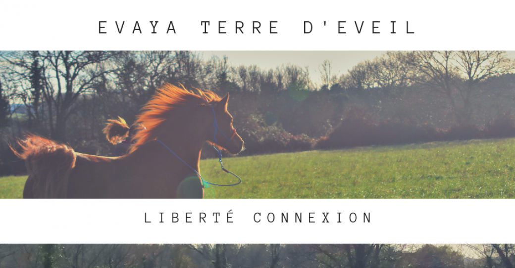 Vibrez au rythme des chevaux