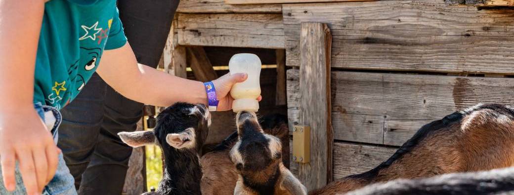 Viens nourrir les animaux de la ferme