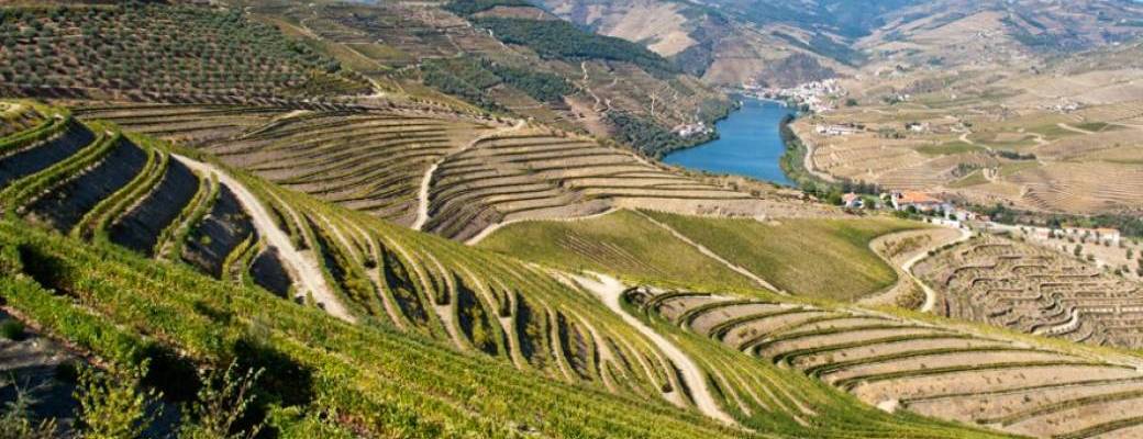 Vins de la Ribera del Duero