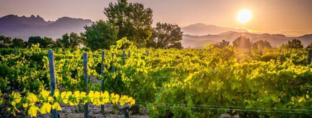 Vins de Vacqueyras