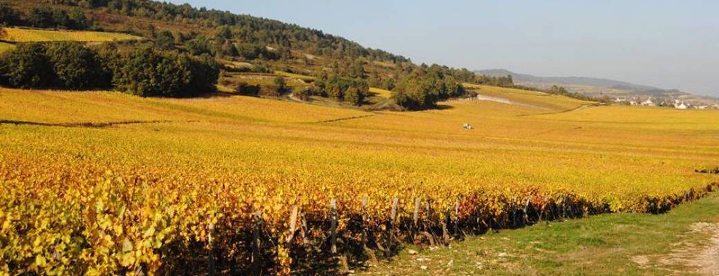 Vins et Cépages