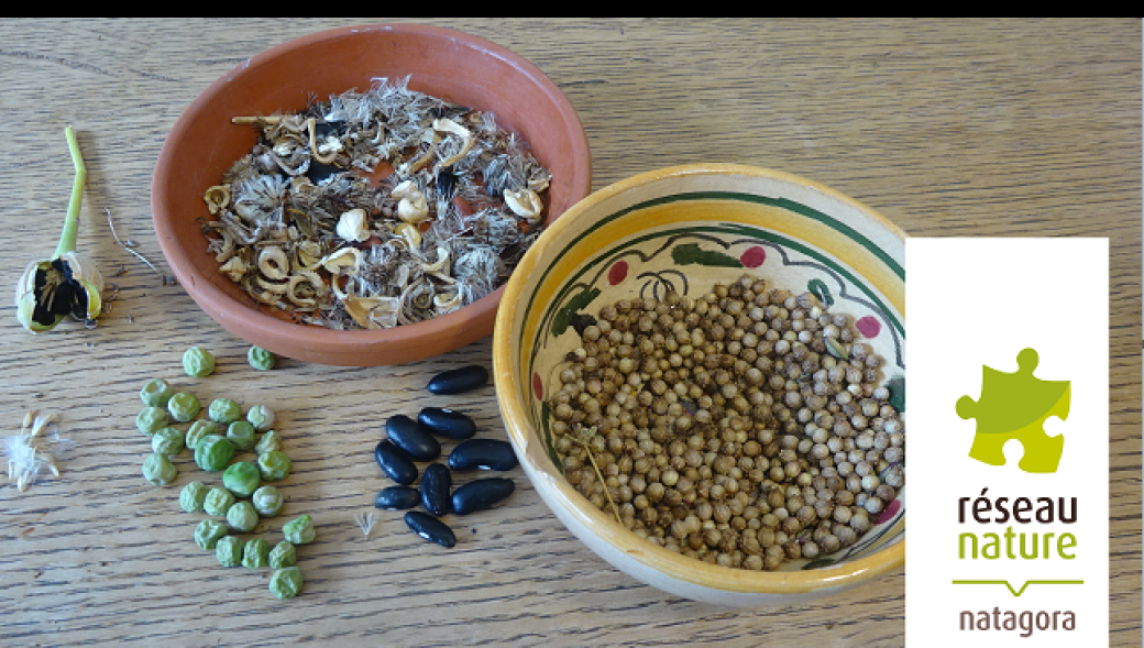 Visio-conférence : comment recolter et conserver des semences