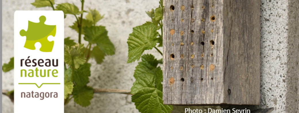 Visioconférence : Accueillir les insectes au jardin