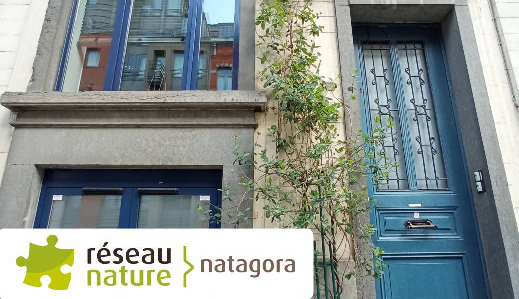 Visioconférence : comment installer une plante grimpante en façade ? 