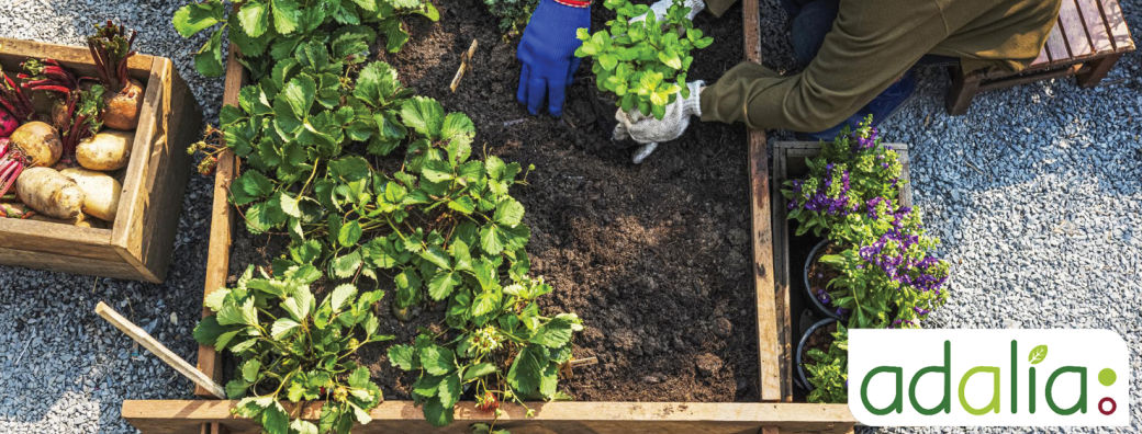 Visioconférence: Comment jardiner sans pesticides?