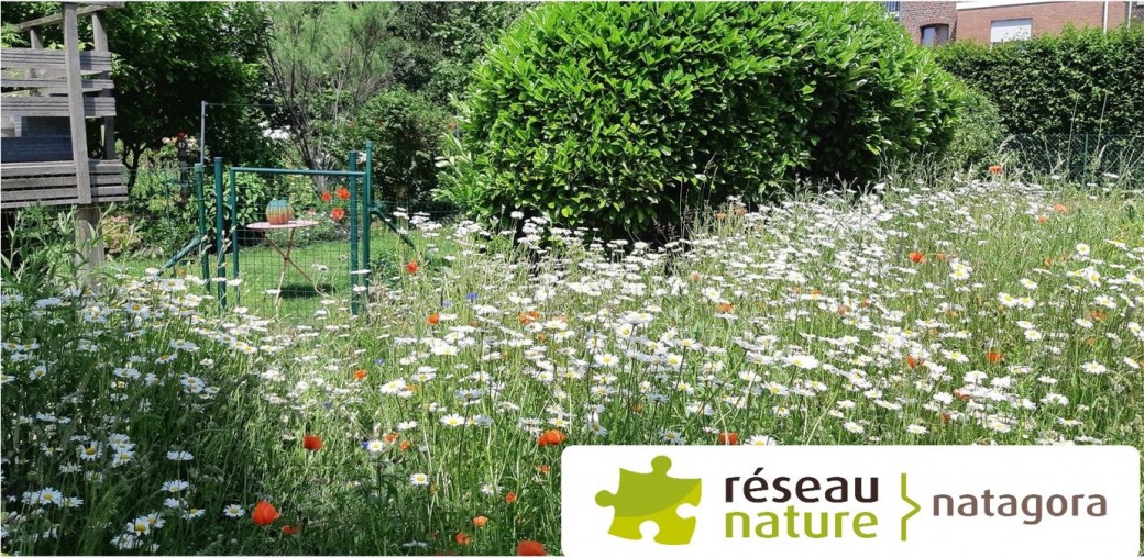 Visioconférence : Comment réaliser une prairie fleurie pour plus de biodiversité au jardin ?  