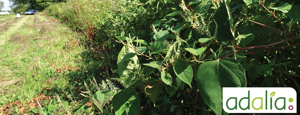 Visioconférence: Comment reconnaître et combattre les plantes invasives?