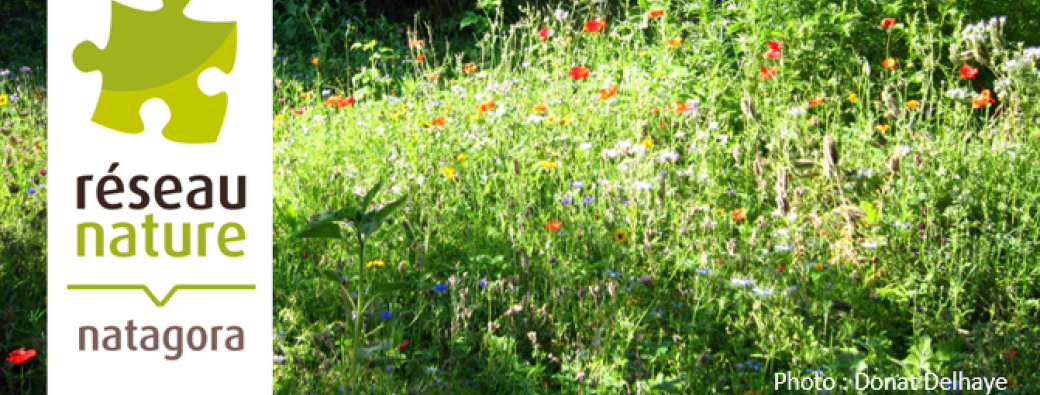 Visioconférence : La prairie fleurie