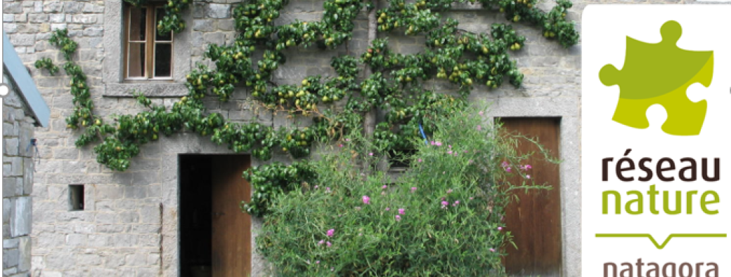 Visioconférence : Les plantes grimpantes