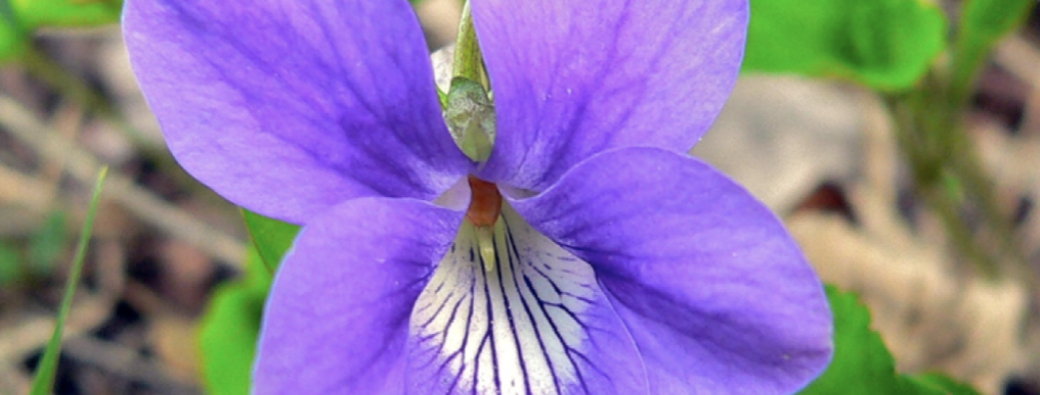 VISIOCONFERENCE Le printemps dans l'Art 