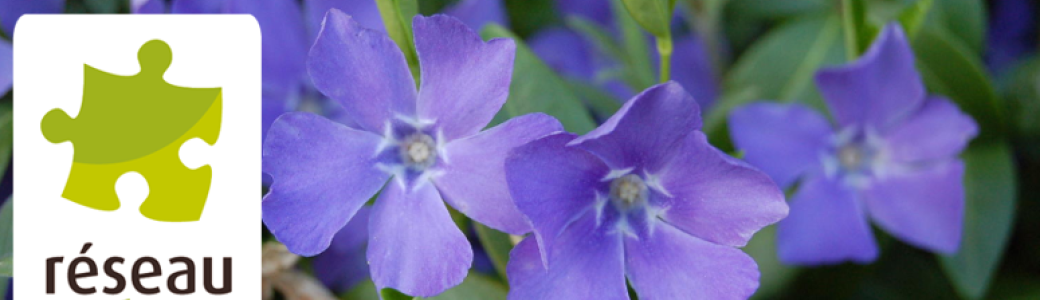 Visioconférence : les vivaces pour fleurir le jardin naturel