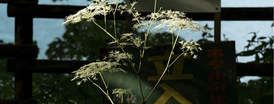 Visite au Frac: L’Écologie des relations — La Forêt amante de la mer et "Le Champ étoilé"