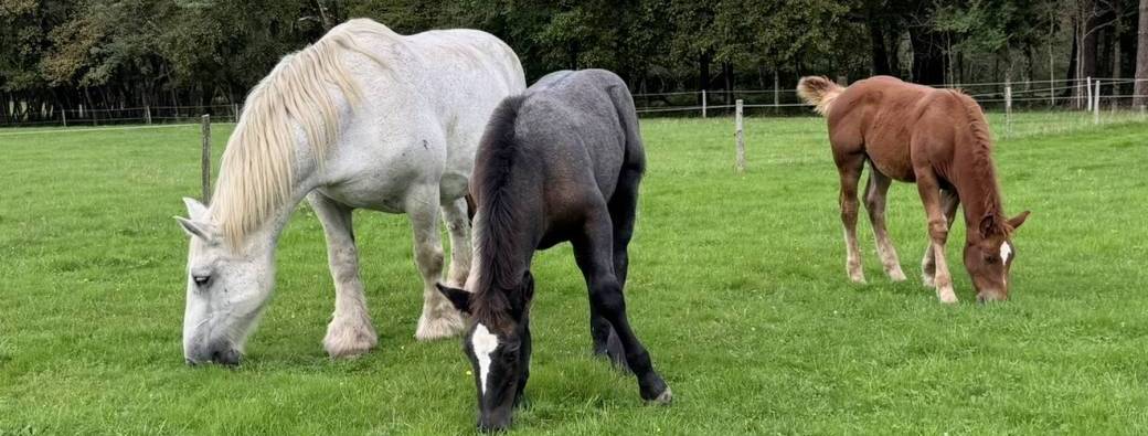 Visite d’élevage & Dégustation
