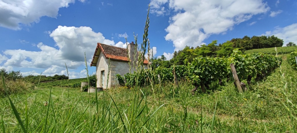 Visite dans les vignes