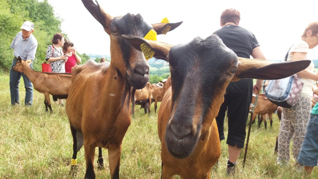 Visite de la chèvrerie de Russilly