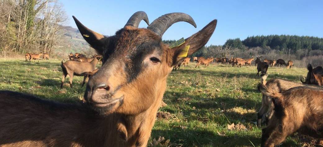 Visite de la Ferme des Avoineries