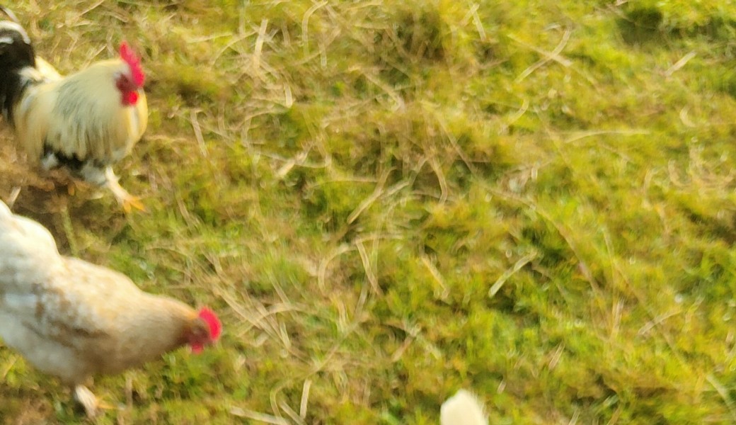 Visite de la ferme - Pti Fermier -18/07 