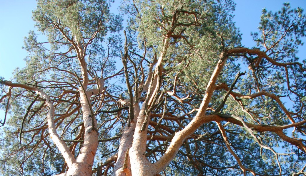 Visite de la Forêt de la Matte