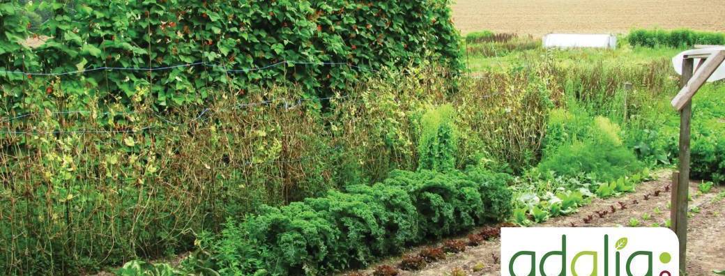 Cycle de formation "le Jardin de Demain" - Visite de potager à Wépion