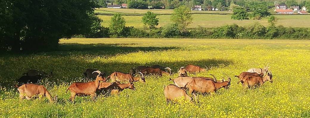 Visite-découverte de la ferme de Joël Poulain
