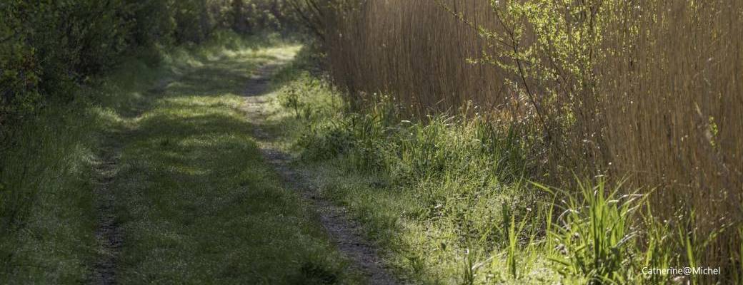 Visite "Découverte des marais d'Harchies"
