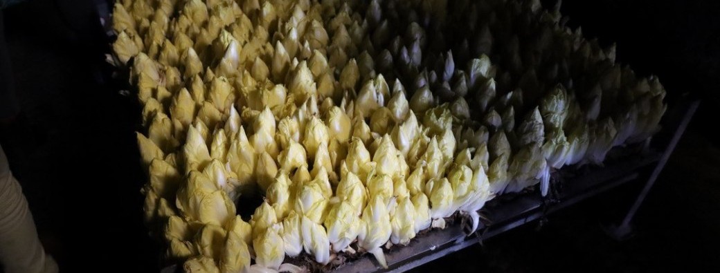 Visite d'entreprise : Exploitation d'endives