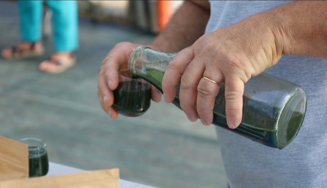 Visite d'entreprise : Production de spiruline