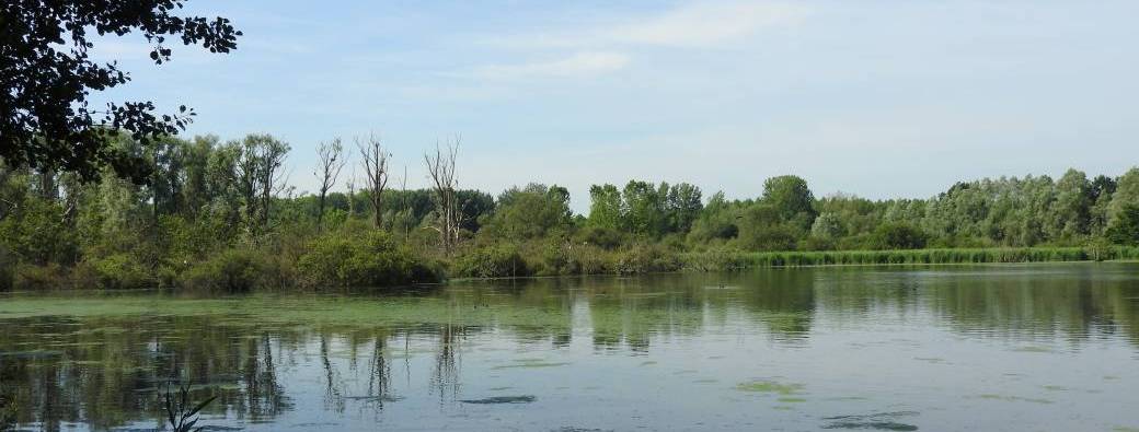 Visite des Marais d'Harchies dans le cadre des 40 ans du marais d'Hensies
