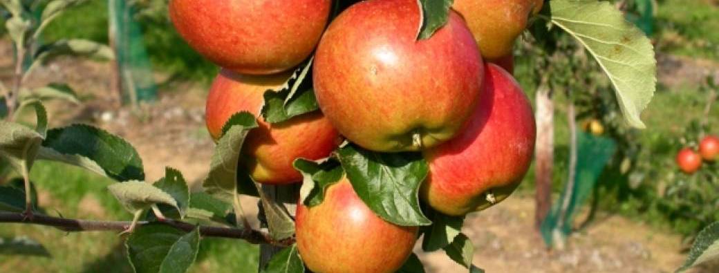 Visite des vergers Rothgerber & dégustation de jus de pommes