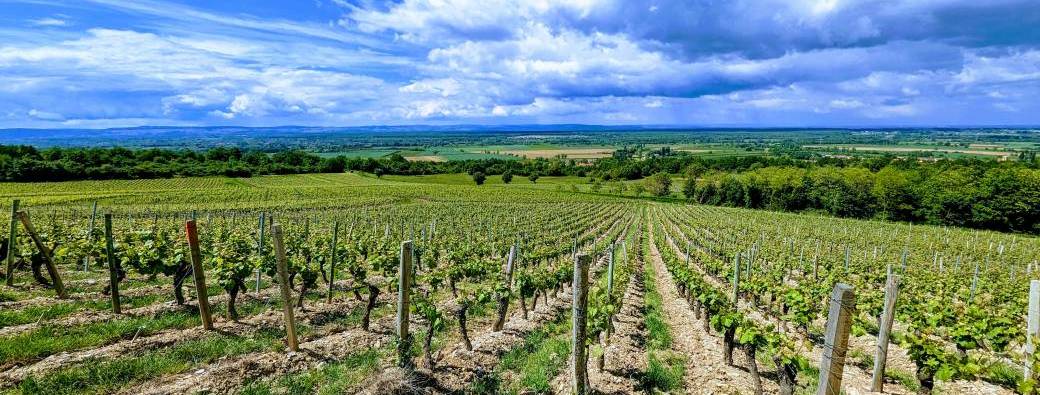 Visite des vignes