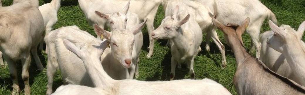 Visite du domaine de l'Argolay