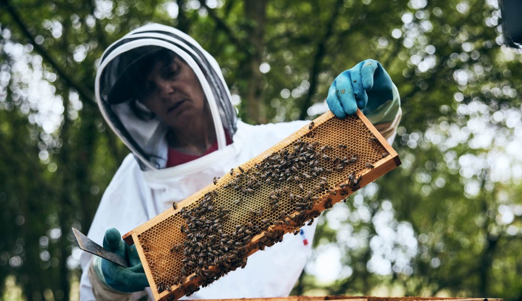 Visite du rucher « Gwenan Mor Braz »