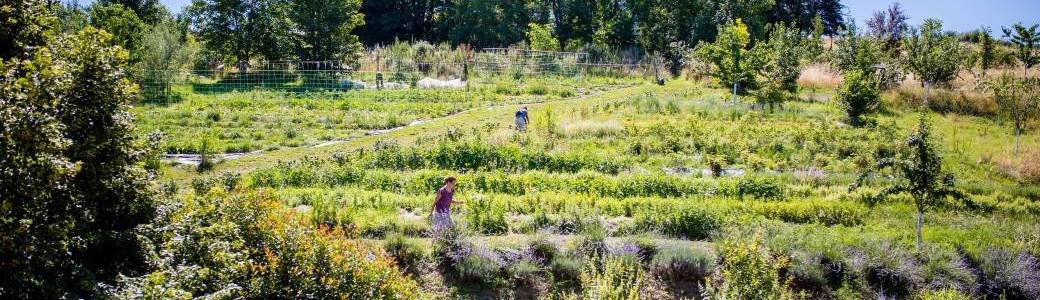 Visite d'un jardin d'Eden en permaculture