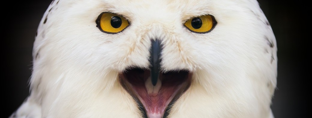 Visite et démonstration 