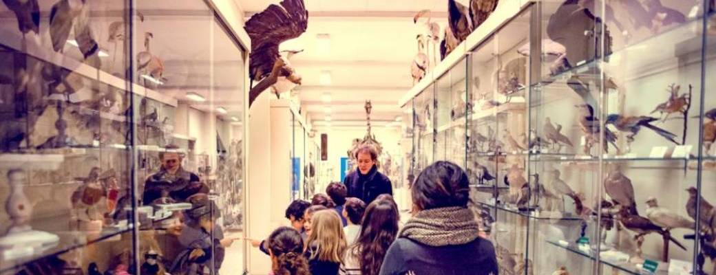 Visite galerie de zoologie