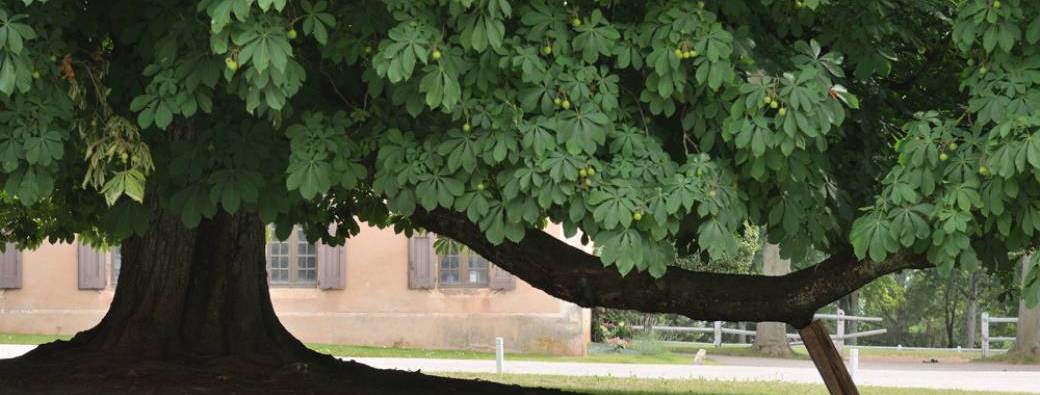 Visite : gestion des arbres à Rodez
