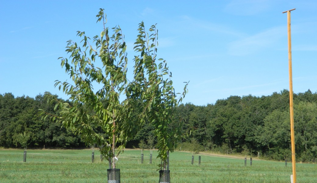 Visite guidée gratuite Agroforesterie INRAE Val de Loire à Nouzilly (37)
