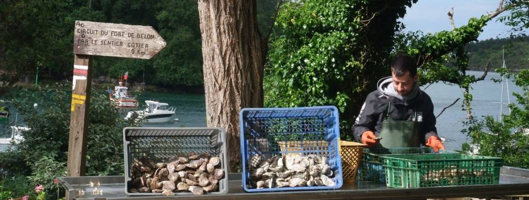 Visite guidée des Huîtrières du Château de Bélon