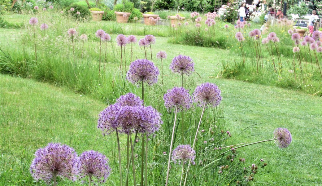 Visite guidée du jardin " Voir le jardin autrement" 